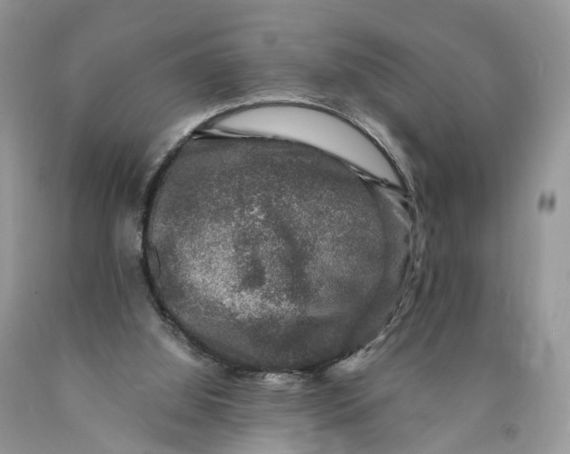 X0000089920060200707201827