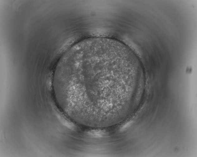 X0000089920065200707201827