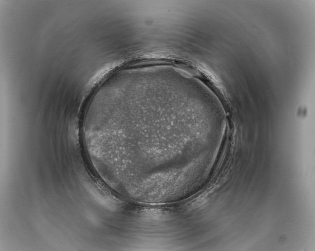 X0000089920298200707201824