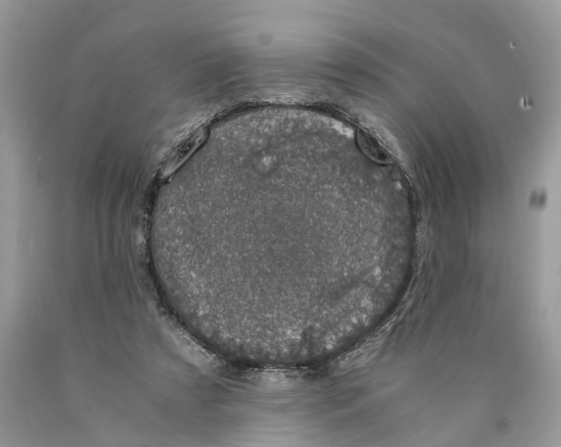 X0000089920305200707201824