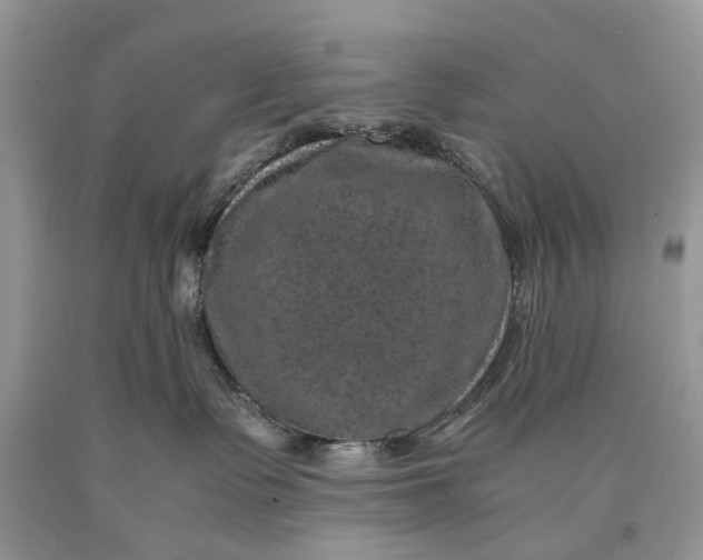 X0000089920335200707201823