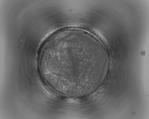 X0000089920346200707201823