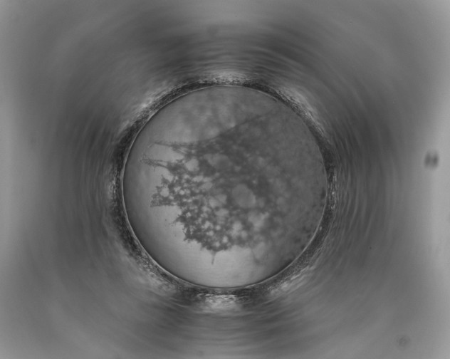 X0000089920355200707201823