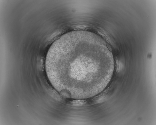 X0000089920378200707201823