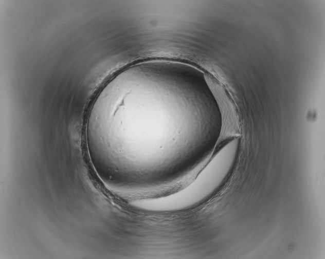 X0000089920434200707201821