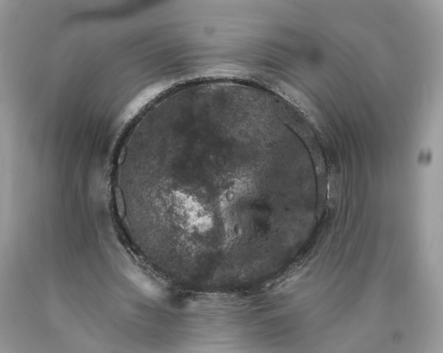 X0000089920436200707201821