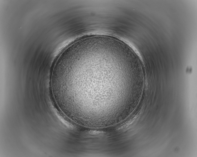 X0000089920437200707201821