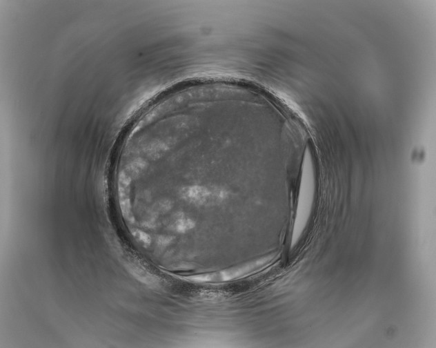 X0000089920487200707201821