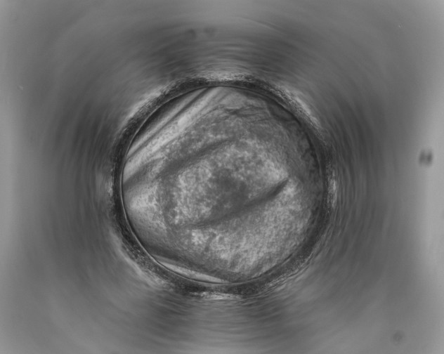 X0000089920539200707201820