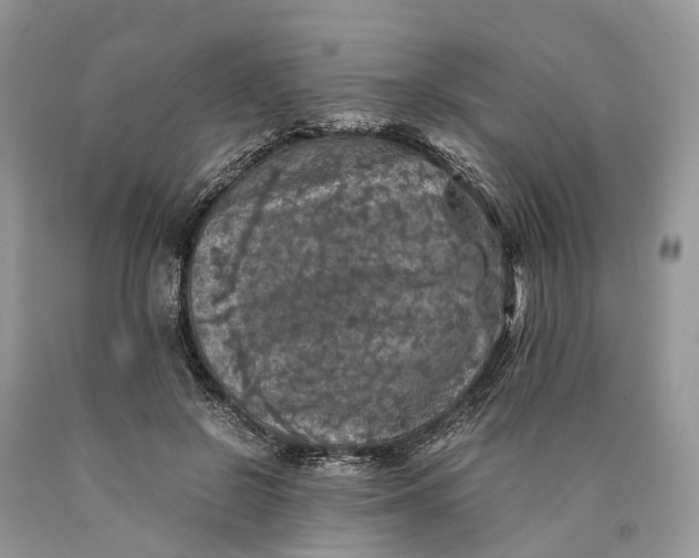 X0000089920550200707201820