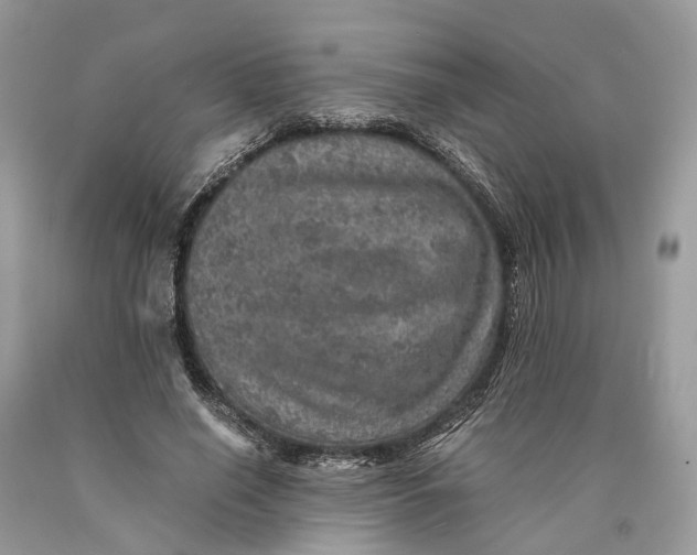 X0000089920638200707201819