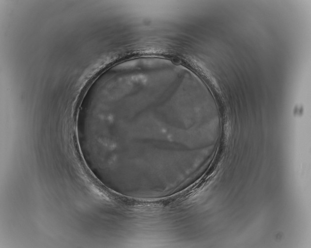 X0000089920721200707201817