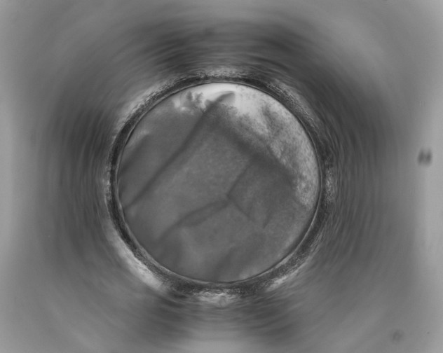 X0000089920725200707201817