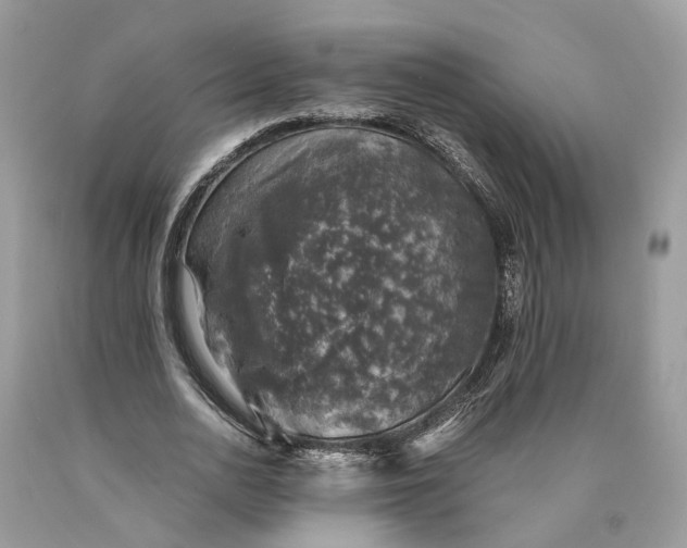 X0000089920726200707201817