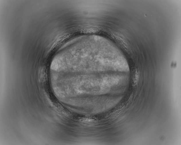 X0000089920743200707201818