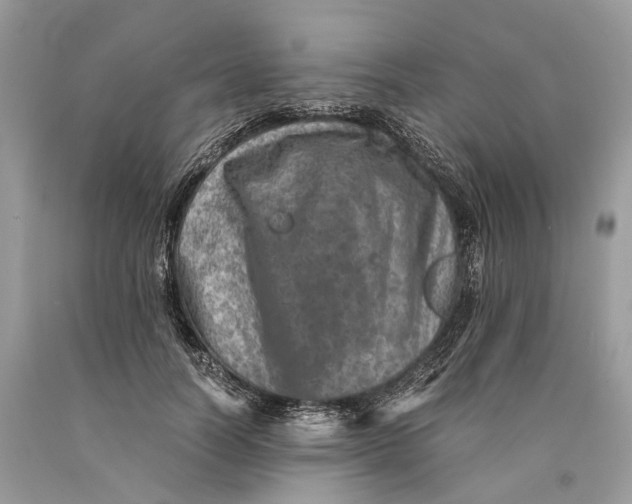 X0000089920746200707201818