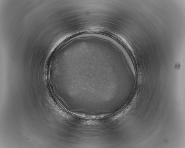 X0000089920835200707201816