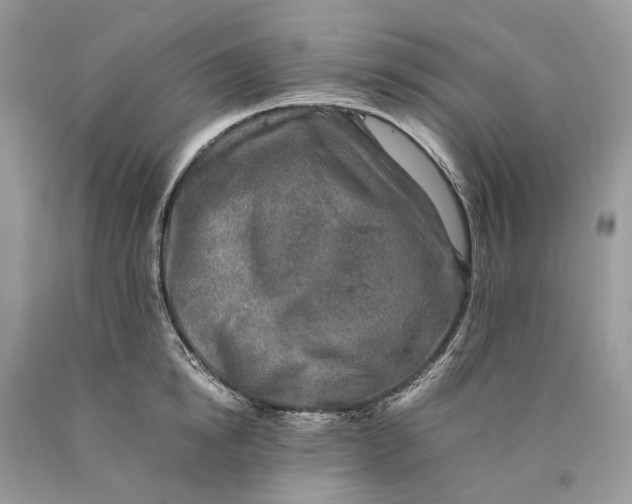 X0000089920854200707201816