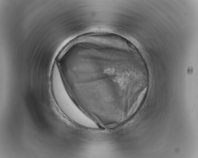 X0000089920864200707201817