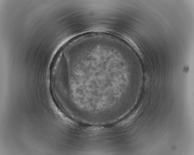 X0000089920939200707201815