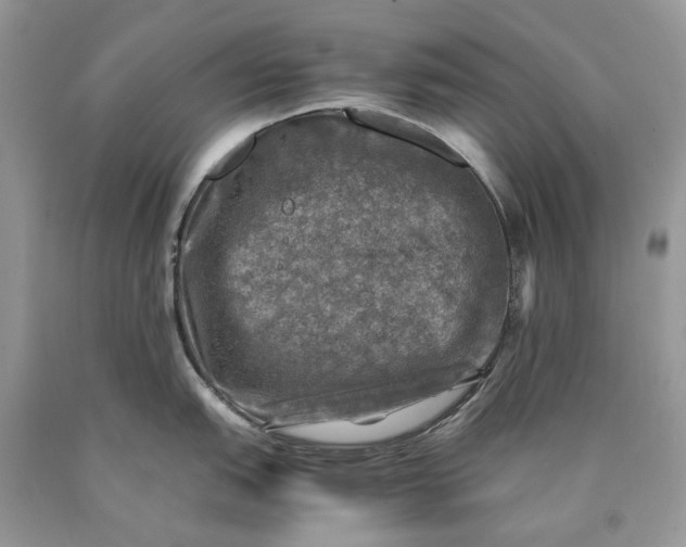 X0000089921151200707201812