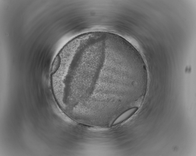 X0000089921296200707201810