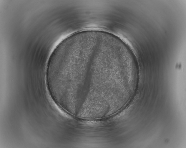 X0000089921333200707201809