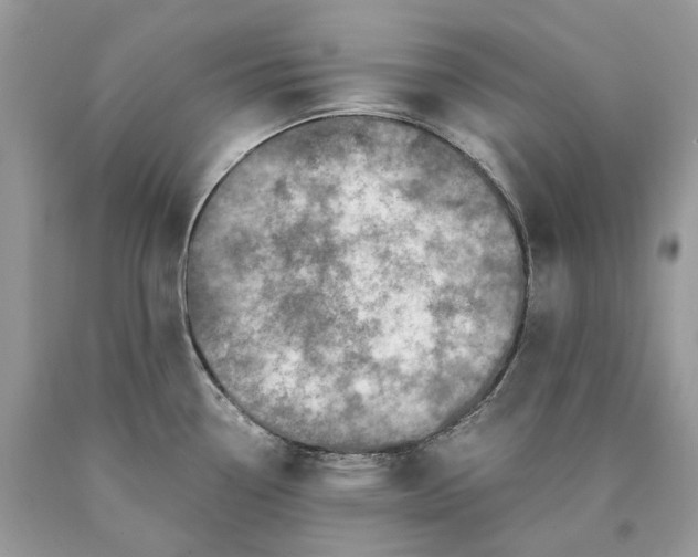 X0000089921338200707201810