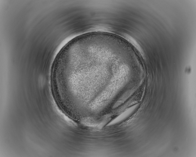 X0000089921339200707201810