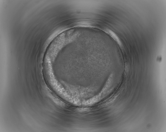 X0000089921435200707201808