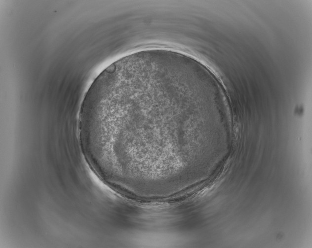 X0000089921535200707201807