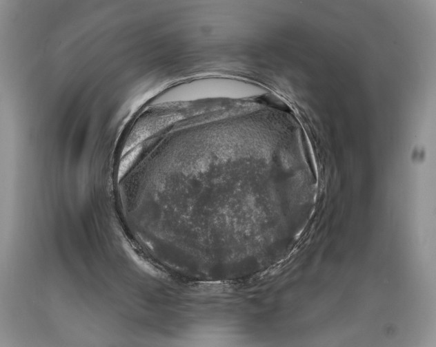 X0000089920050200707271744