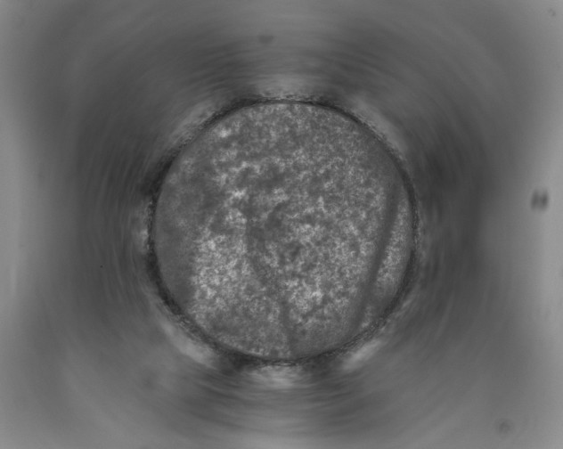 X0000089920065200707271745