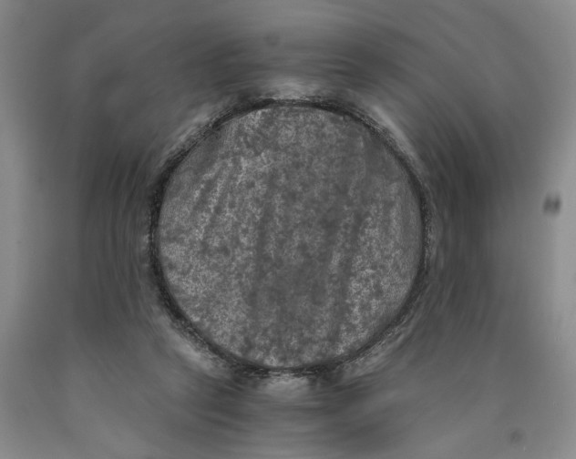 X0000089920257200707271742