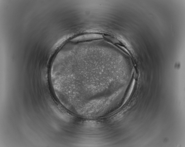 X0000089920298200707271742