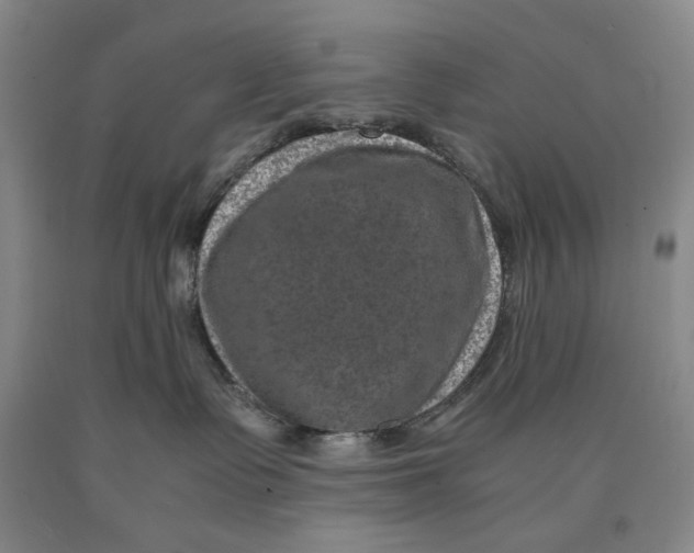 X0000089920335200707271741