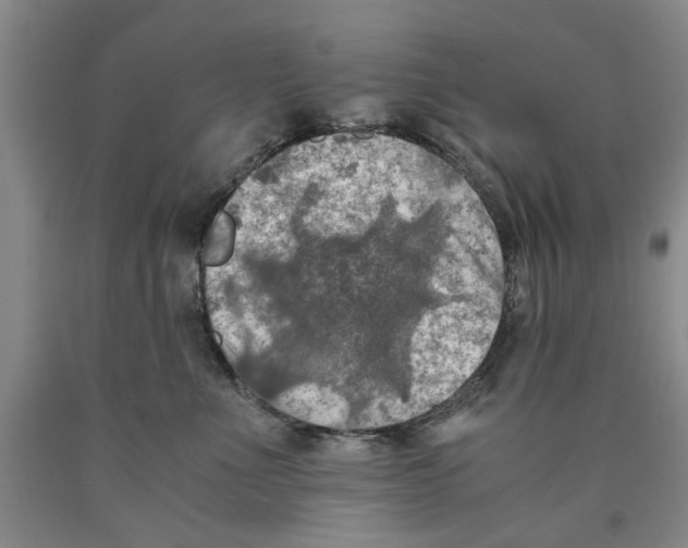 X0000089920523200707271739