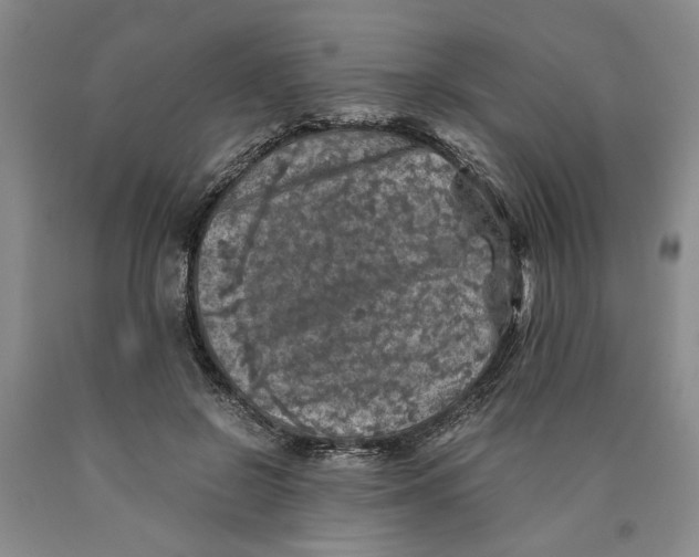 X0000089920550200707271738