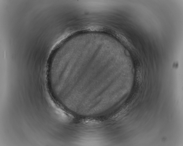 X0000089920730200707271736