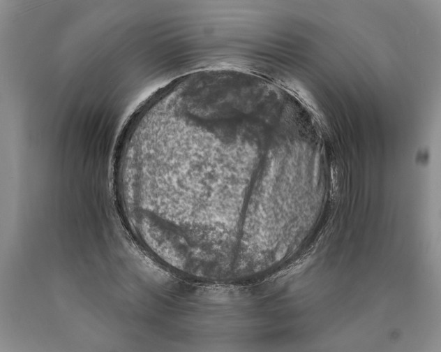 X0000089920780200707271735