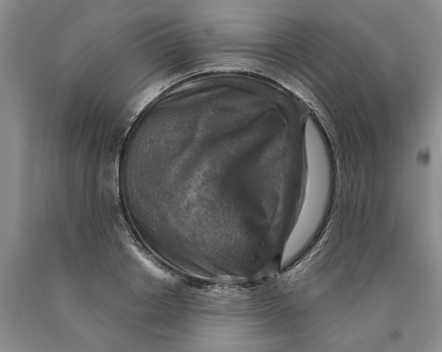 X0000089920842200707271734