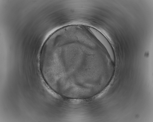 X0000089920854200707271735