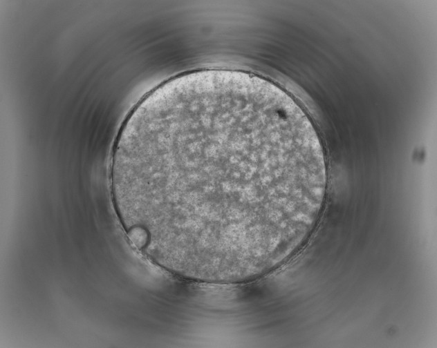 X0000089920856200707271735