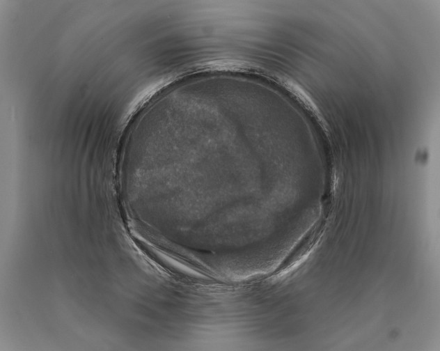 X0000089920930200707271733