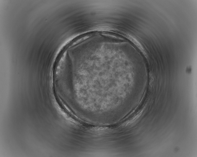 X0000089920939200707271733