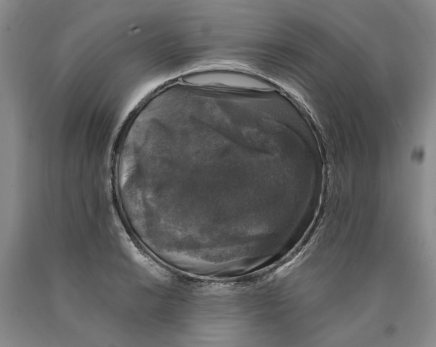 X0000089921038200707271732