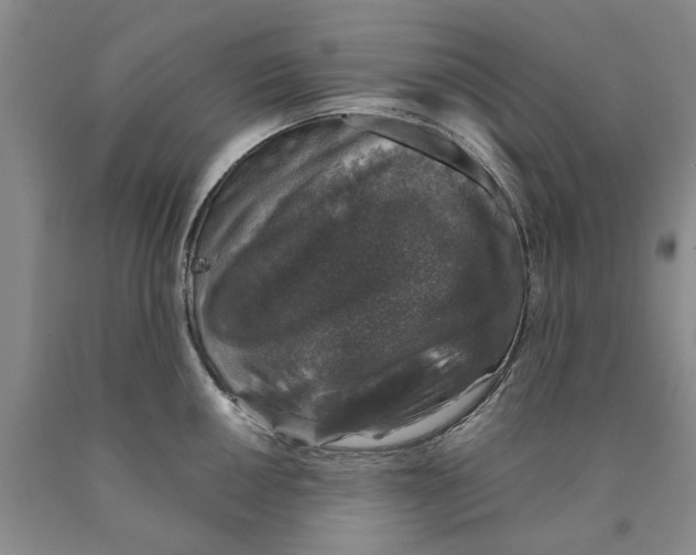 X0000089921050200707271732