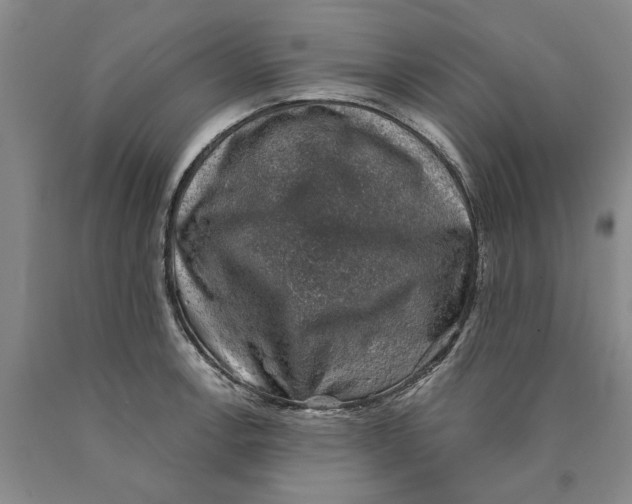 X0000089921138200707271730