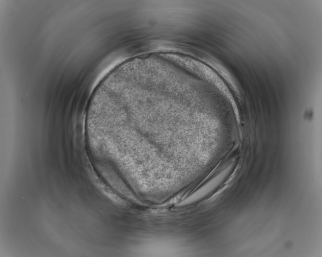 X0000089921198200707271729