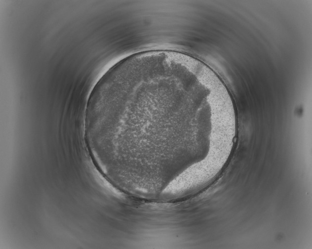 X0000089921244200707271729